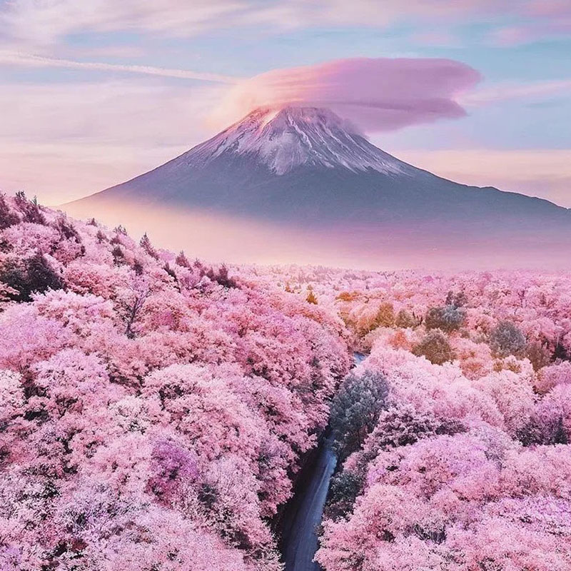 GIAPPONE - HANAMI